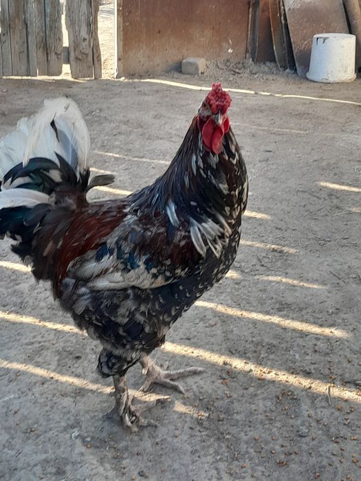 Продам Петухов крупных