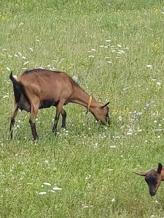 Vând  capre cu iezi