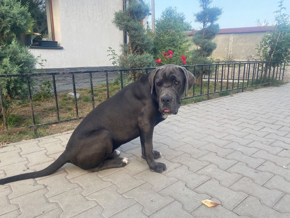 Cane Corso.