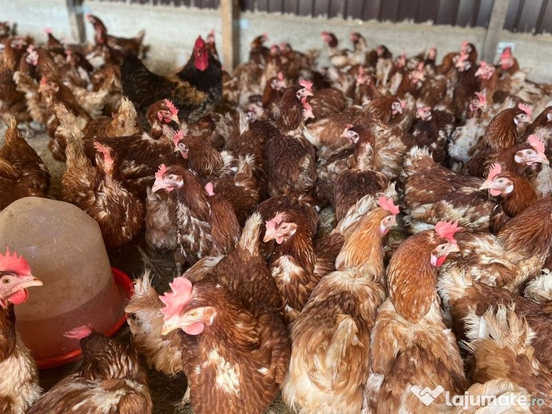 ‼️gaini rosii ouătoare ‼️‼️