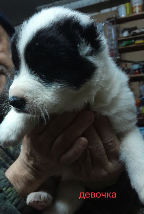 Щенок САО алабая