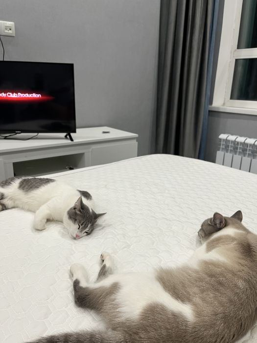Вязка кота привит