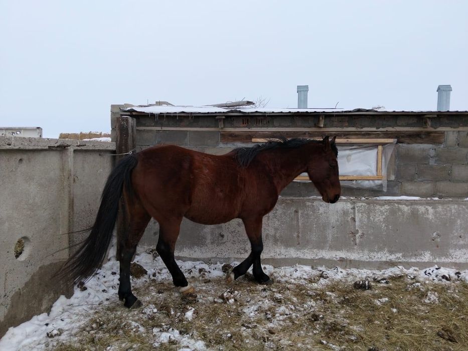 Жеребец 8 лет обученный