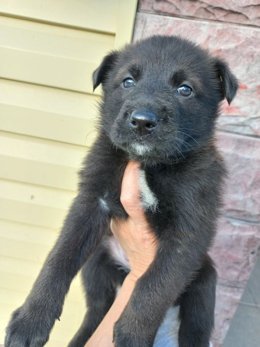 Продам щенка черной немецкой овчарки.