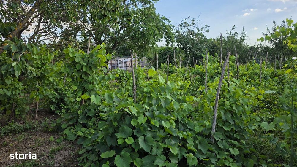 Casă cu potențial, 4 camere, lângă pădure-Jud Giurgiu-Mihai Bravu.