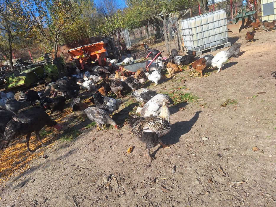 Gaini si cocosi serie 2025