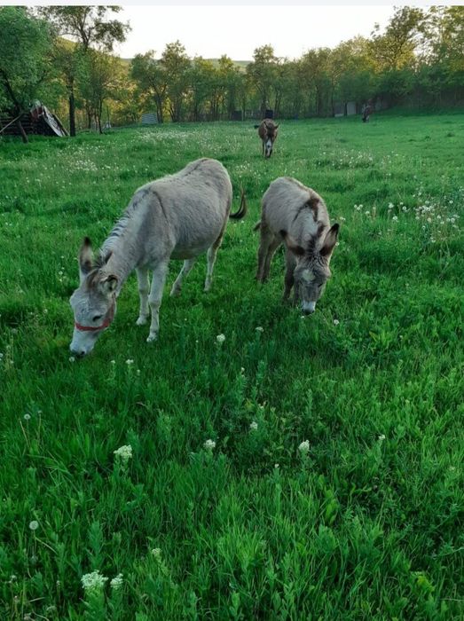 Vând lapte de măgăriță