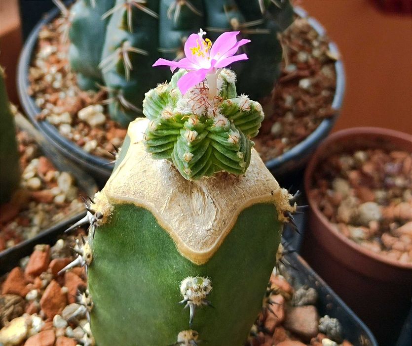 Кактуси и сукуленти, редки видове, колекционерски екземпляри.