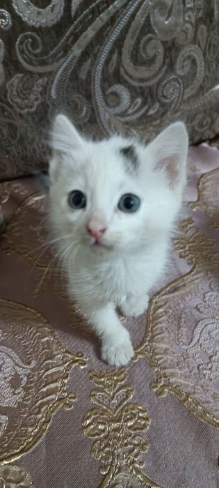 Отдам в добрые руки котят, мальчики