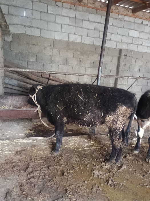 Буқалар сатылады