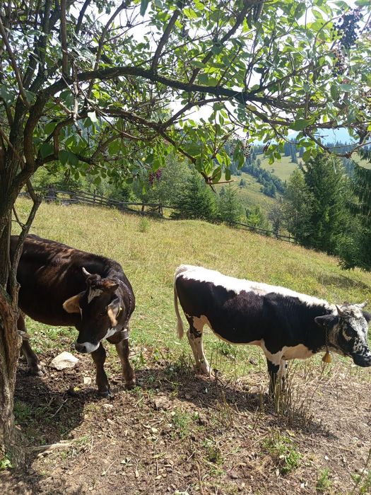 Vând 2 juninci una  de 9 luni și una de 11  luni