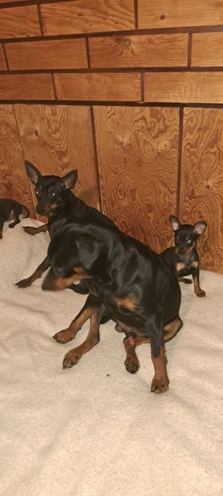 Пинчер  с БГ ПАСПОРТ