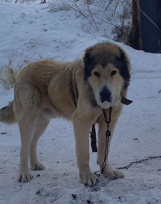 Кабель казахского төбета для вязки