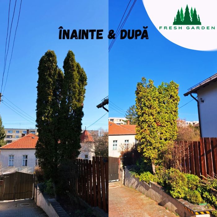 Taieri Toaletare Copaci Pomi Arbori Cluj Arborist