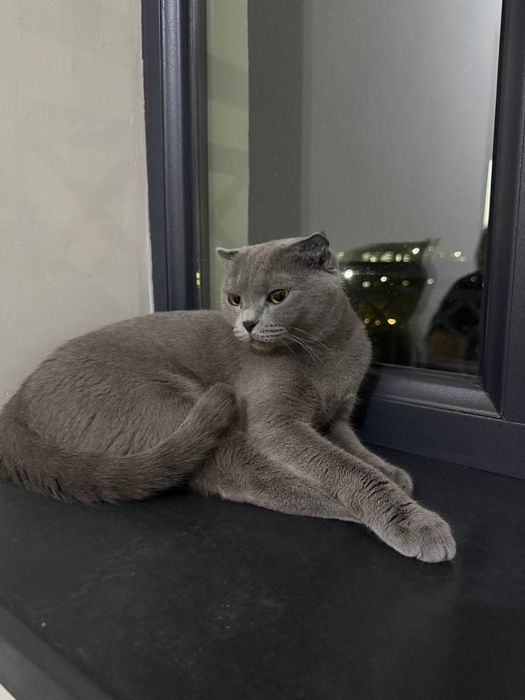 Scotish Fold mushuk original sotiladi .Продается кошка Скоттиш фолд.