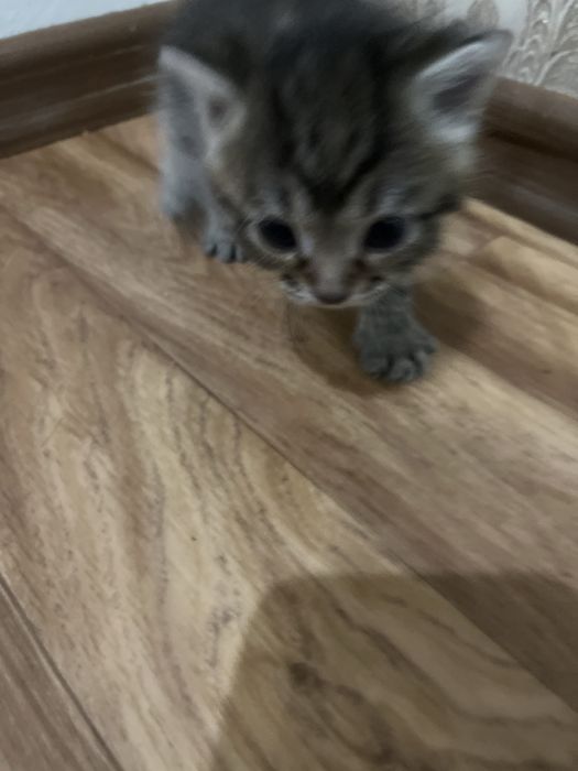 Отдам в добрые руки