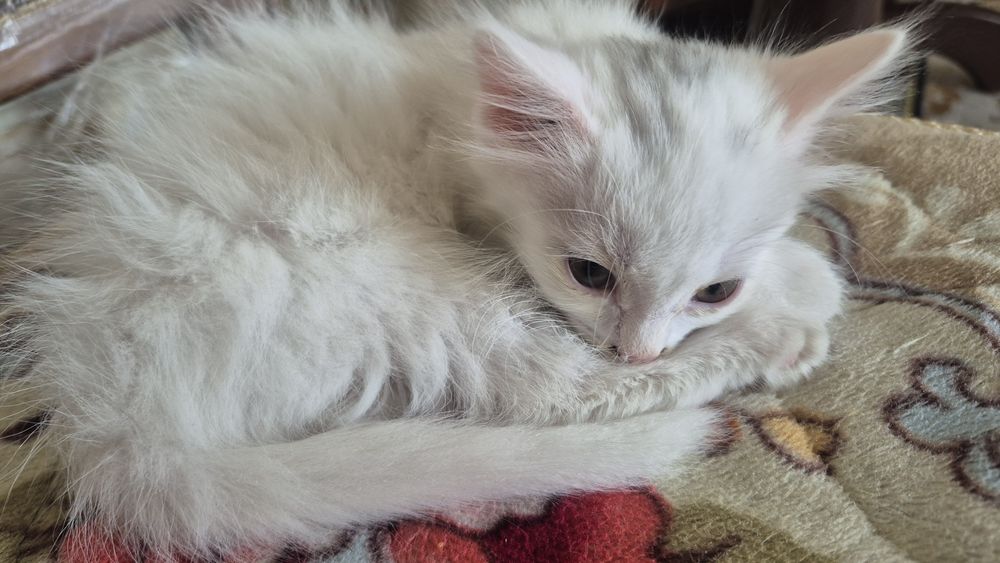 Отдам котёнка девочку бесплатно