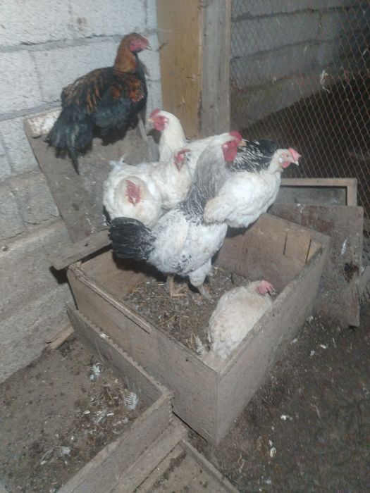 Продаётся  гуси куры