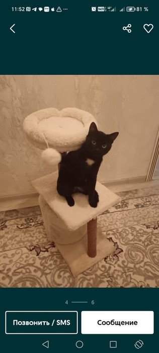 Кошкин дом в отличном состоянии