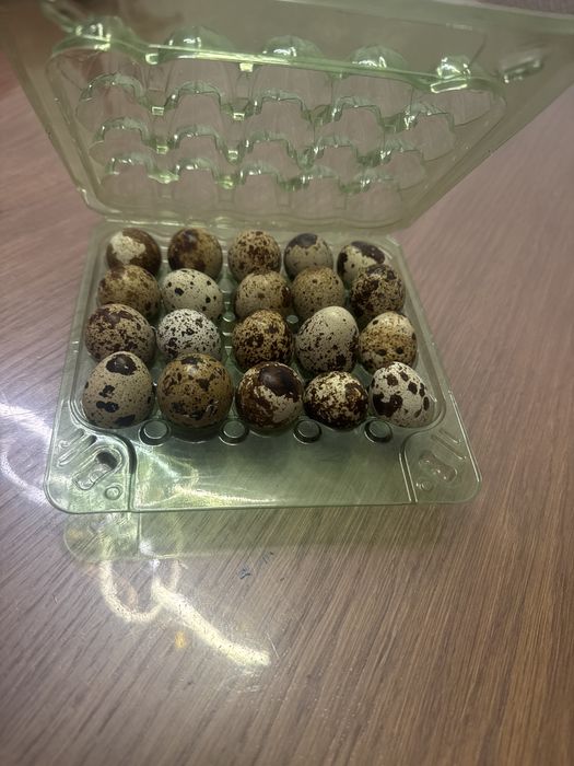 Продам перепелиные яйца
