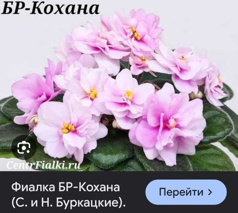 Фиалки 10 сортов.