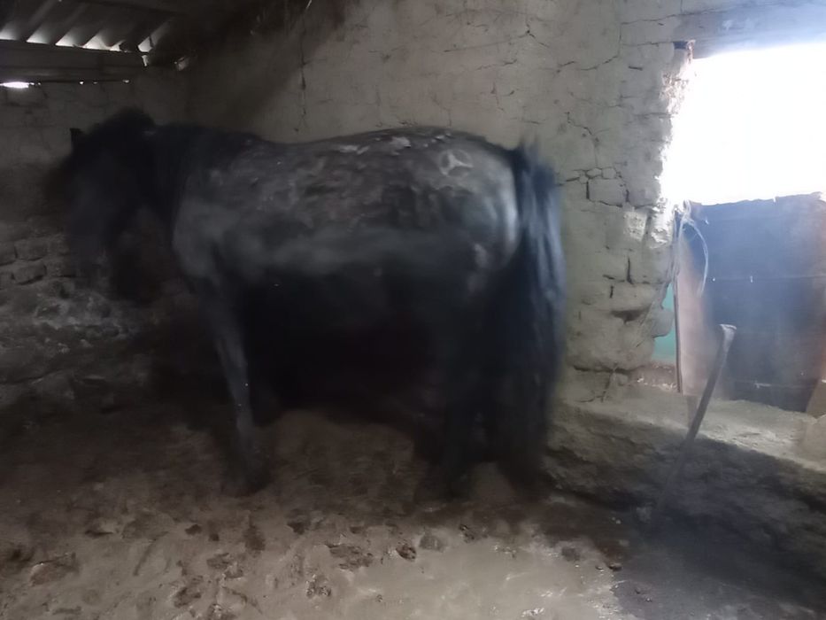 Жылкы еты Конина