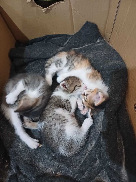 отдам котят в хорошие руки