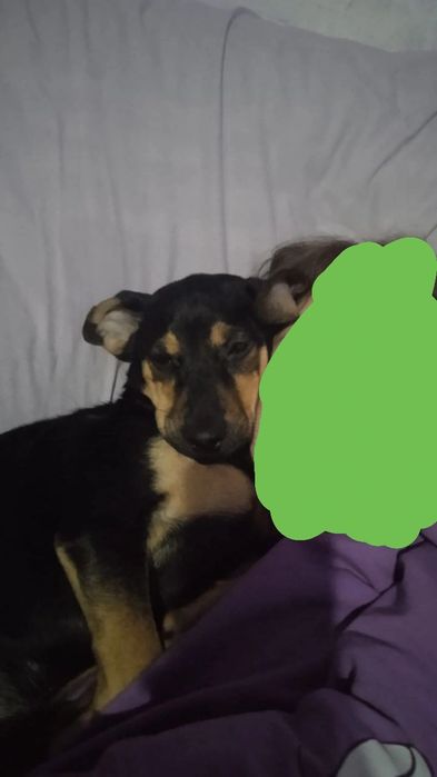 Собака девочка Тася