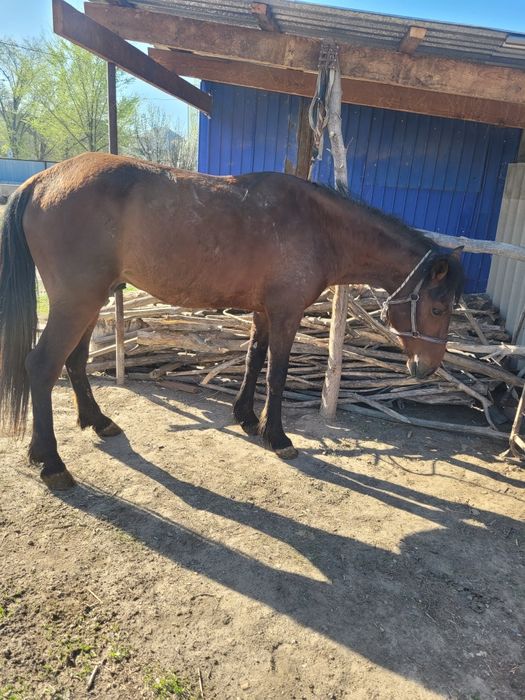 Донен айгыр жорга.