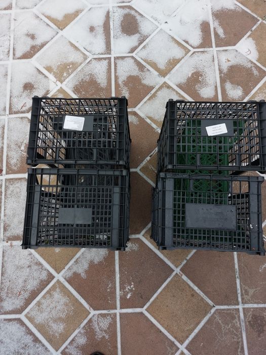 Lădițe plastic noi  2 lei bucata 900 buc