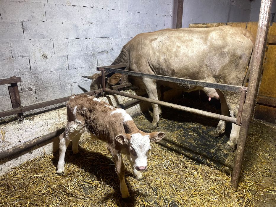 Junica la prima fatare cu vitel buna de lapte