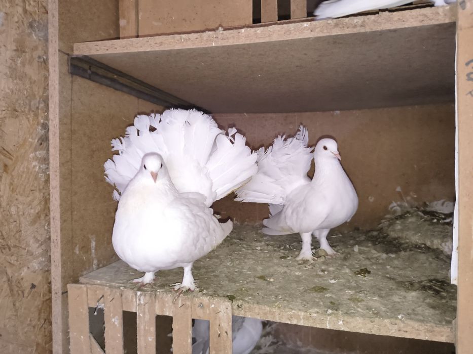 Vand porumbei  curcani satineti și moțați