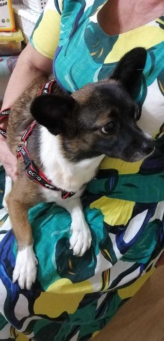 Потерялась собака!