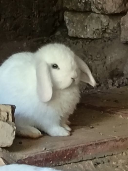 Quyonlar, Куёнлар