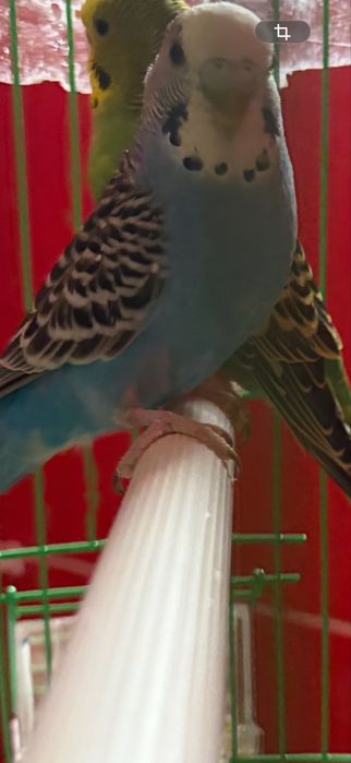 2 perusi plus cusca si suport 280 lei