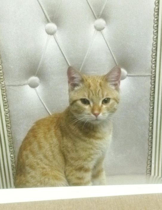 Отдам котенка 6 месяцев