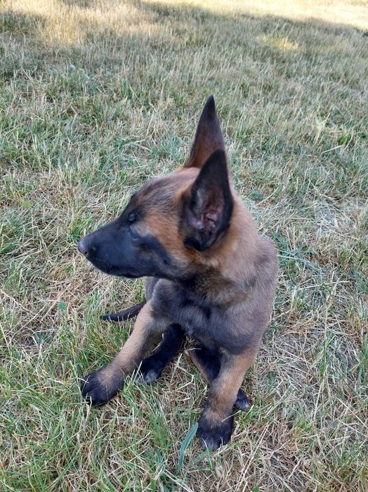 Caine de pază malinois