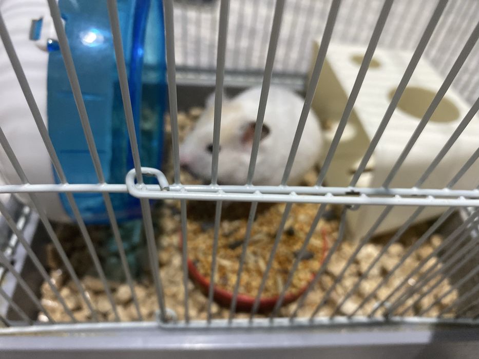 Отдам хомяка с клеткой