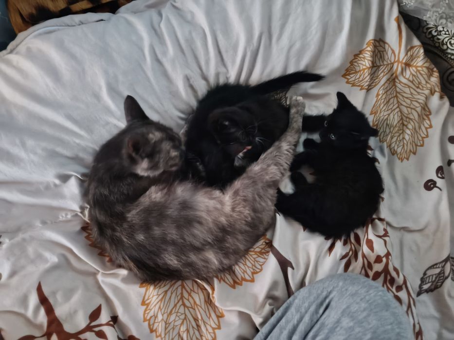 Отдам котят в добрые руки