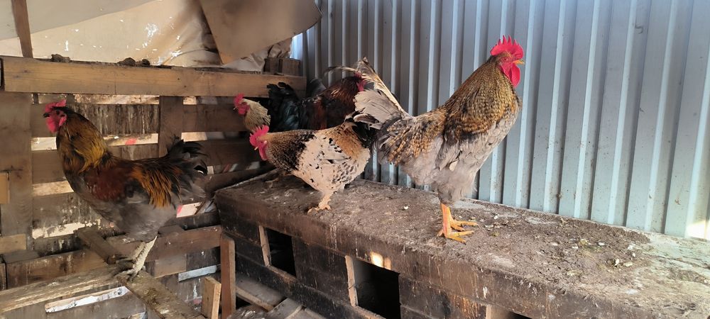 Продаются петухи.