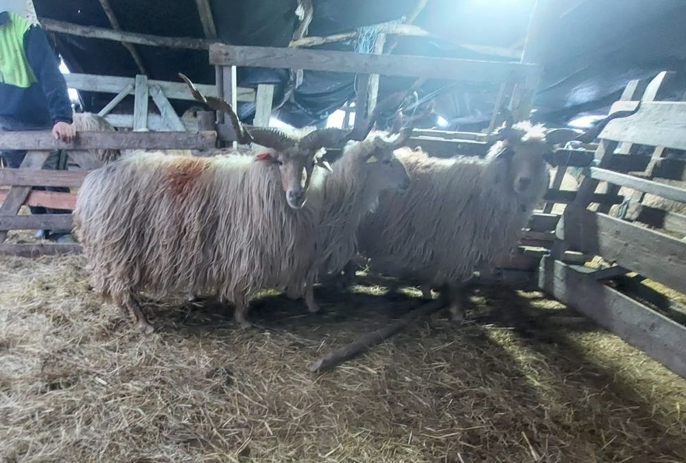 Berbeci de vânzare 3 bucăți