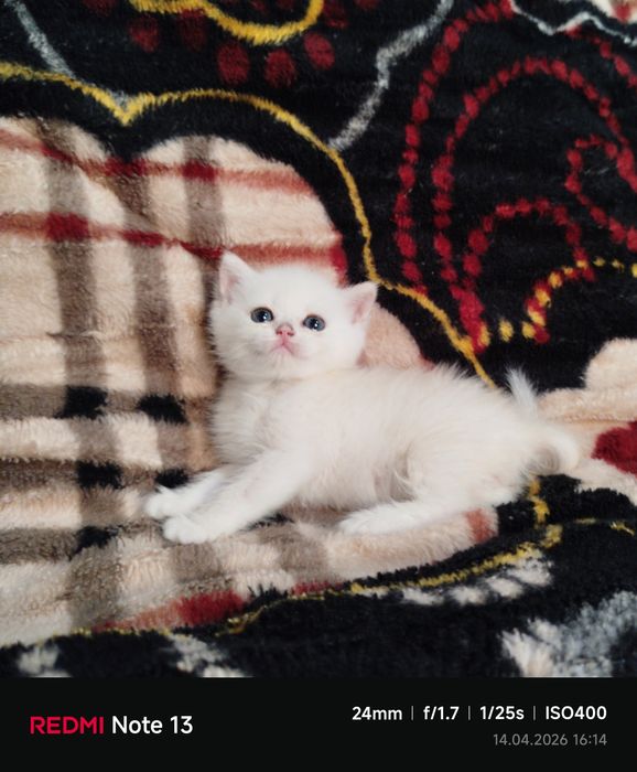 Продаётся чистокровная шиншилла