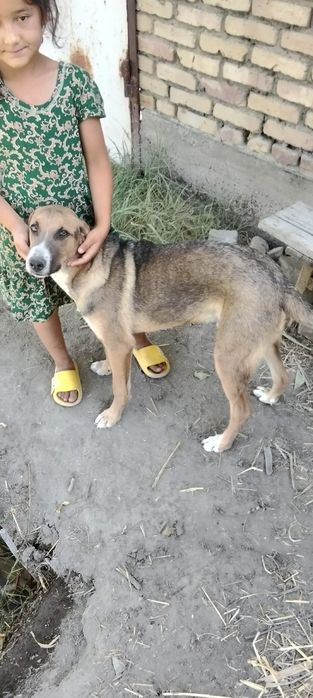 Kuchuk sotiladi 100 ming som yana kelishiladi õğil bola
