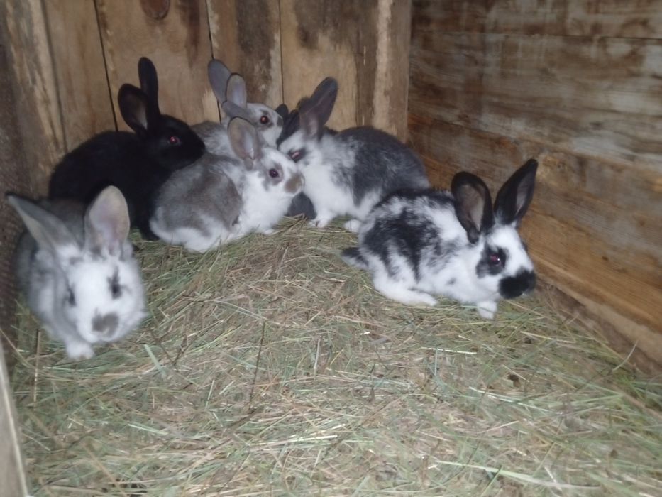 Продам  кроликов