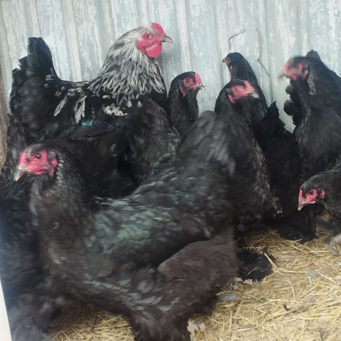 Продам куры домашние