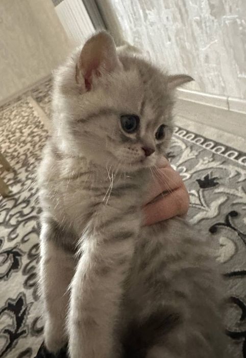 Чистая порода шотландская вислоуха Пол : мальчик