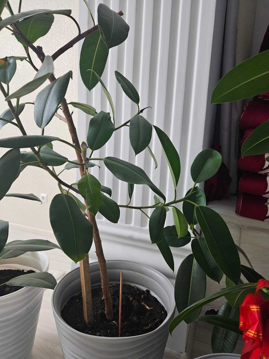 Цветы большие в кашпо