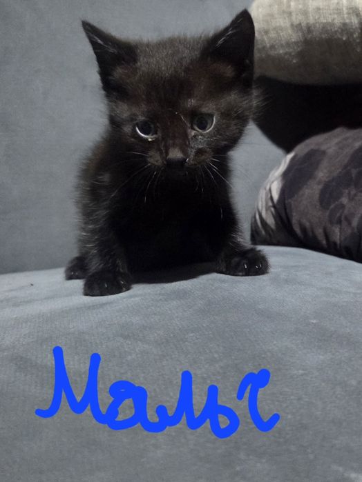Котята, бесплатно