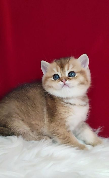 Британский чистокровный тикированный мальчик золотая шиншилла