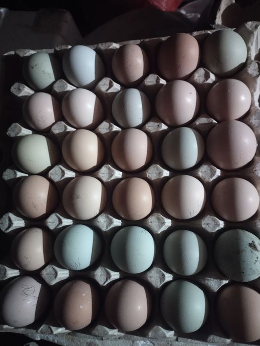 Продам курочек квочек